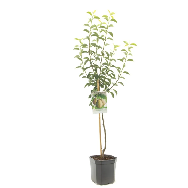 Pyrus communis Doyenné du Comice Wondertree (Handpeer)