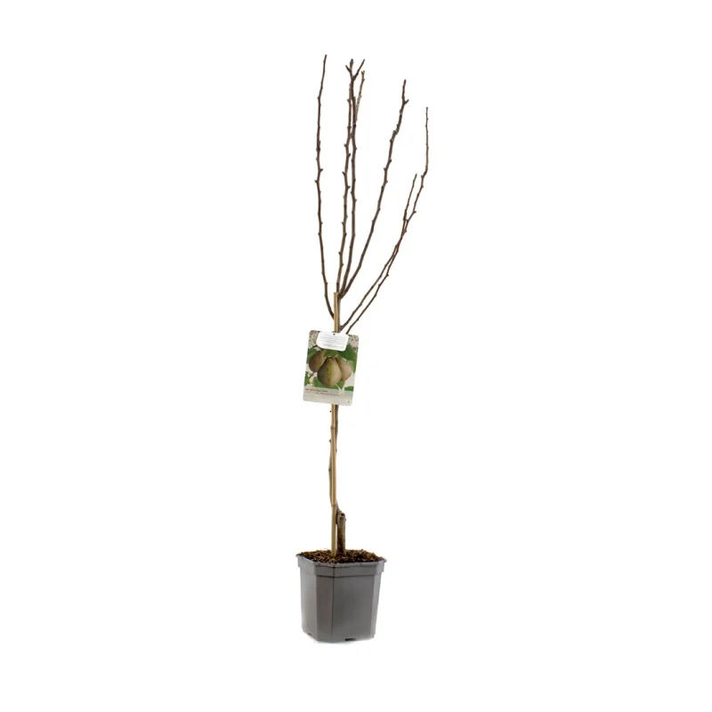 Pyrus communis Doyenné du Comice Wondertree (Handpeer)-3