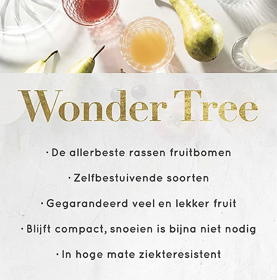 Pyrus communis Doyenné du Comice Wondertree (Handpeer)-4