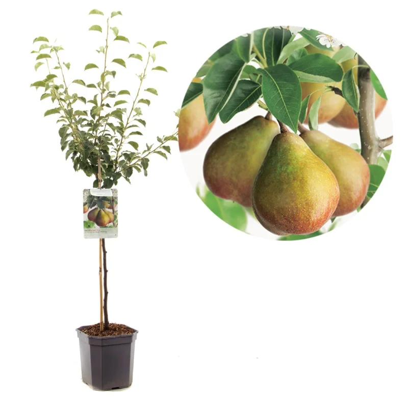 Pyrus communis Gieser Wildeman Wondertree (Stoofpeer)