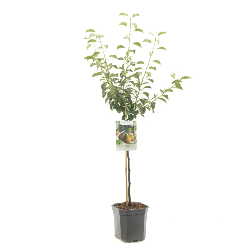 Pyrus communis Gieser Wildeman Wondertree (Stoofpeer)