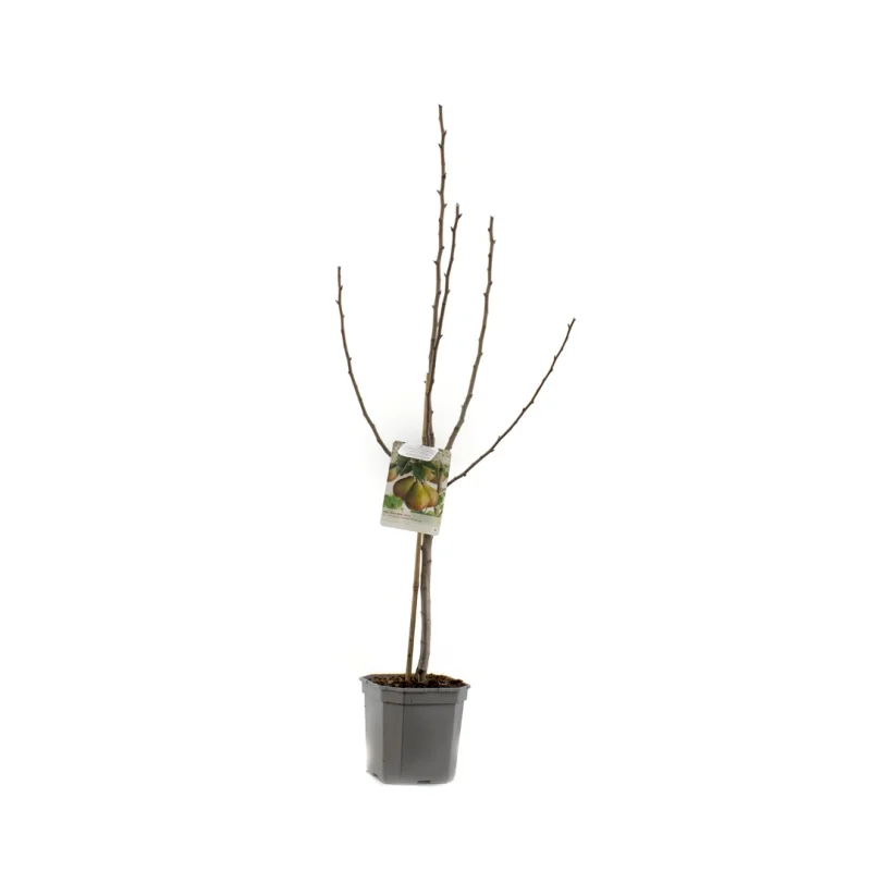 Pyrus communis Gieser Wildeman Wondertree (Stoofpeer)-3