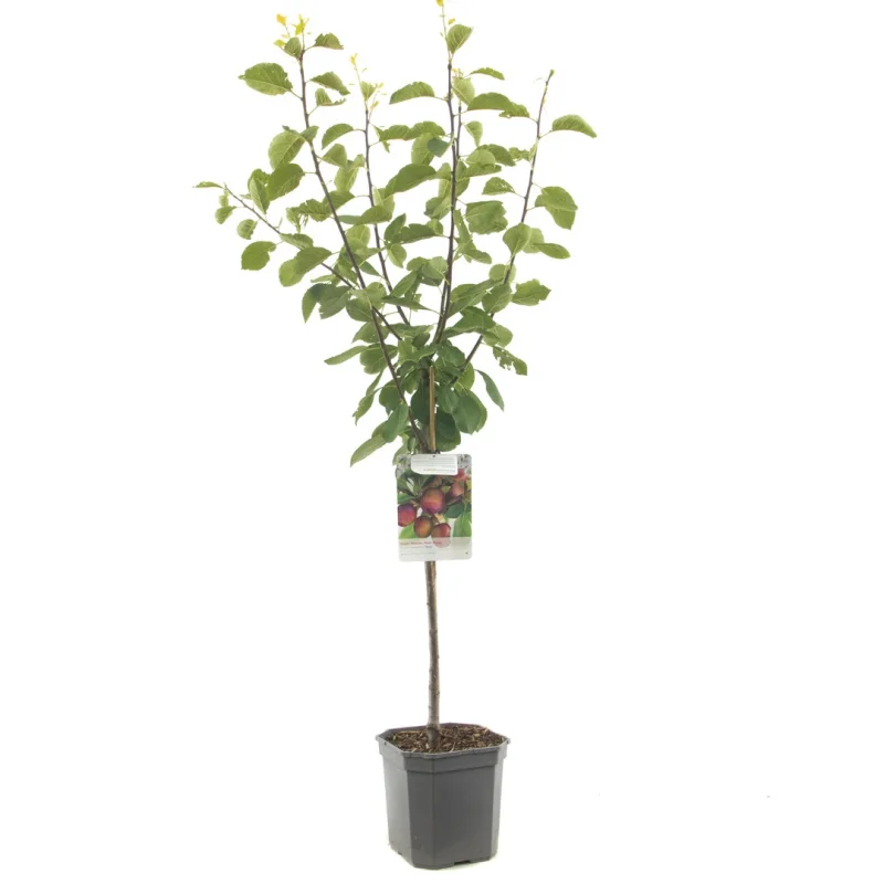 Prunus domestica Opal Wondertree (Blauwe Pruim)
