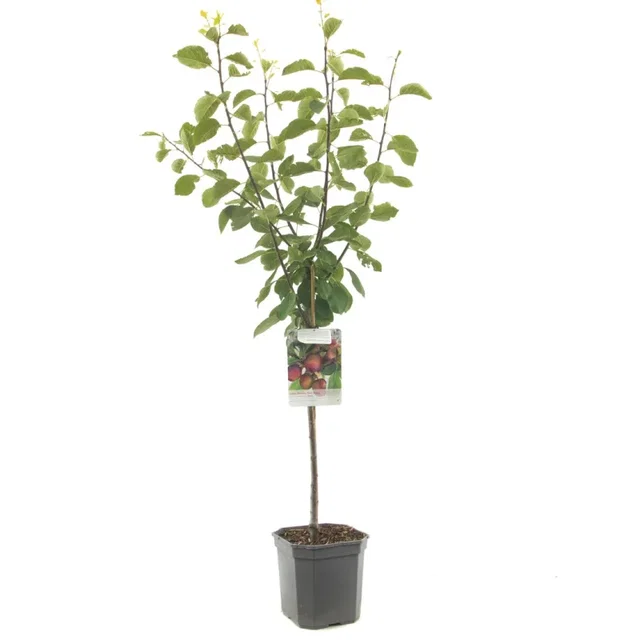 Prunus domestica Opal Wondertree (Blauwe Pruim) Prunus domestica Opal Wondertree (Blauwe Pruim)