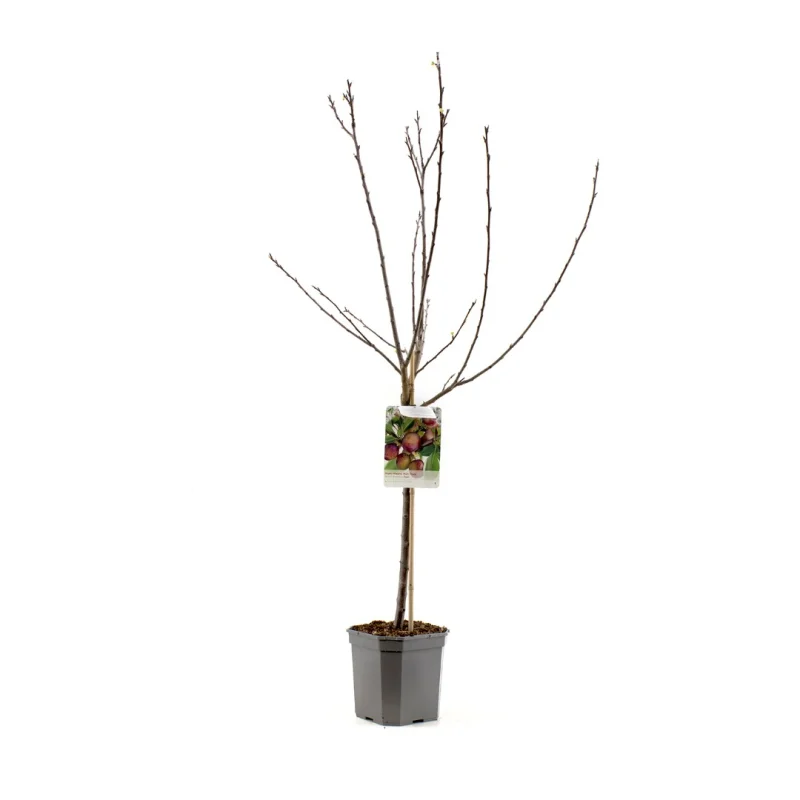 Prunus domestica Opal Wondertree (Blauwe Pruim)-3