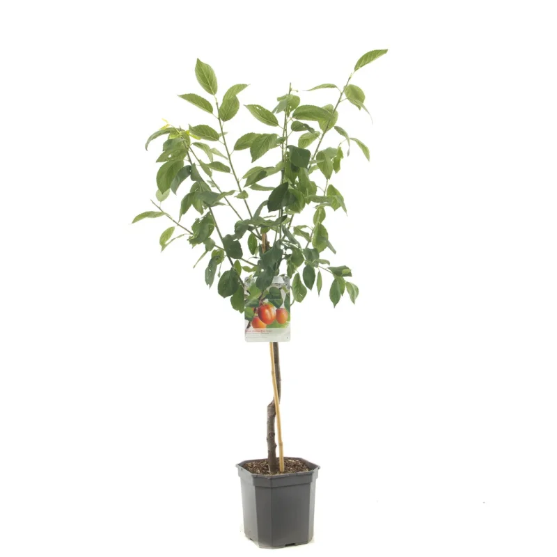Prunus domestica Victoria Wondertree (Oranje Pruim)