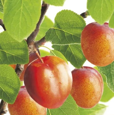 Prunus domestica Victoria Wondertree (Oranje Pruim)-2