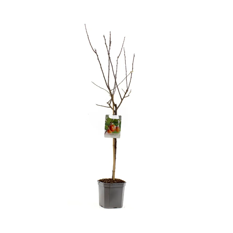 Prunus domestica Victoria Wondertree (Oranje Pruim)-3