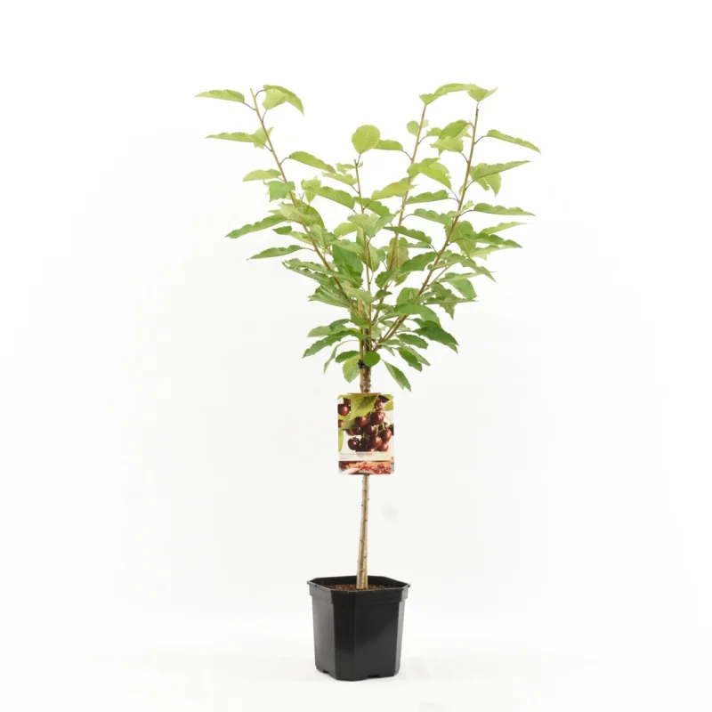 Prunus avium Lapins Wondertree (Zoete Kers)-1