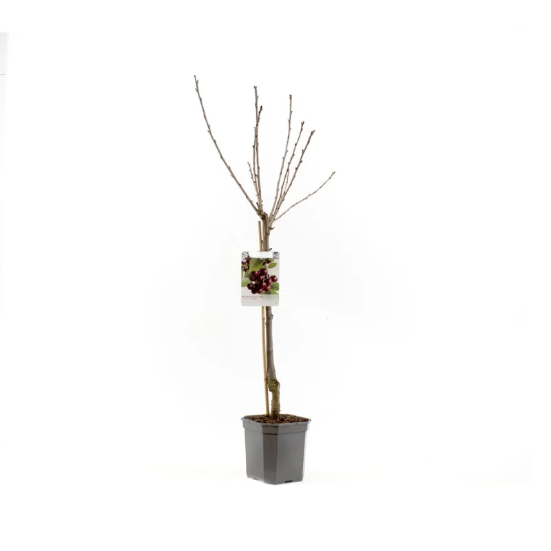 Prunus avium Lapins Wondertree (Zoete Kers)-3