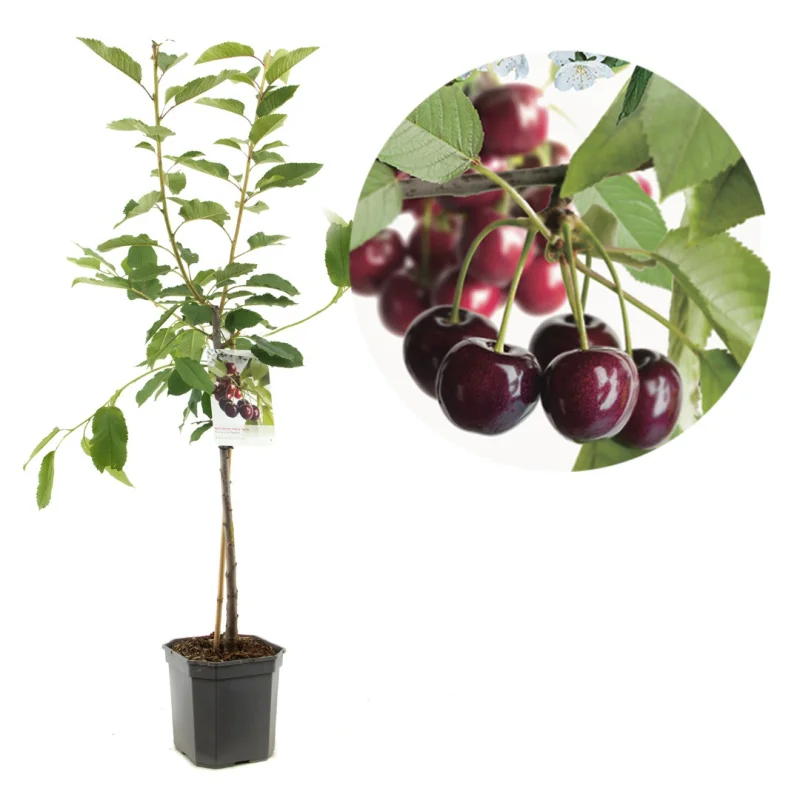 Prunus avium Regina Wondertree (Zoete Kers)-1