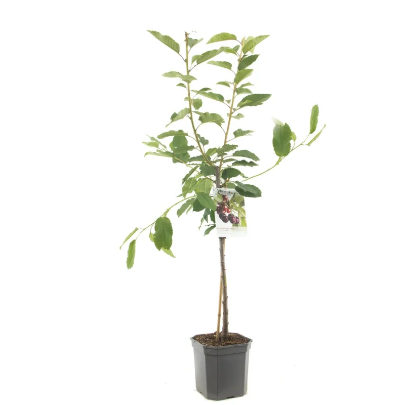Prunus avium Regina Wondertree (Zoete Kers)
