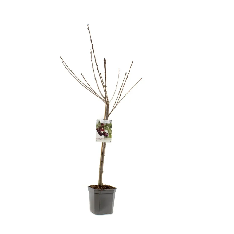 Prunus avium Regina Wondertree (Zoete Kers)-3