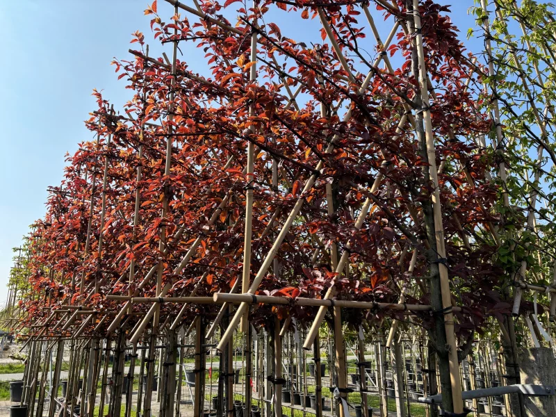 Prunus Cerasifera Nigra Leiboom (Rode Leisierpruim)-1