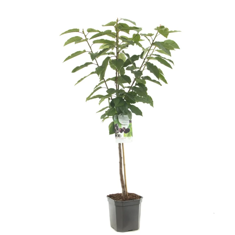 Prunus avium Sunburst Wondertree (Zoete Kers)-1