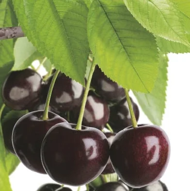 Prunus avium Sunburst Wondertree (Zoete Kers)-2