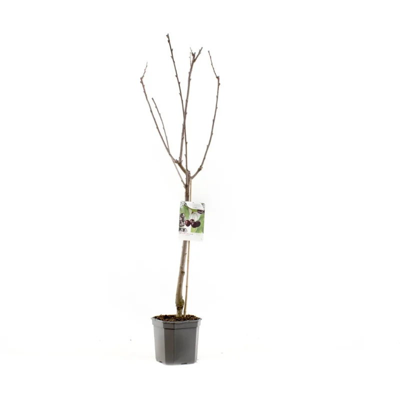 Prunus avium Sunburst Wondertree (Zoete Kers)-3