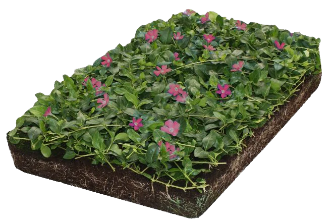 Vinca minor Atropurpurea kant en klare bodembedekker