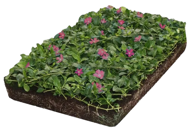 Vinca minor Atropurpurea kant en klare bodembedekker Vinca minor Atropurpurea kant en klare bodembedekker