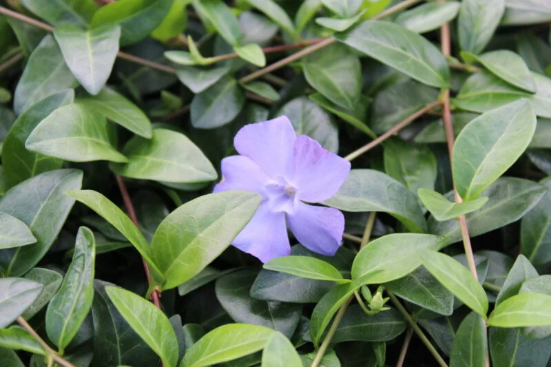 Vinca minor Atropurpurea kant en klare bodembedekker
