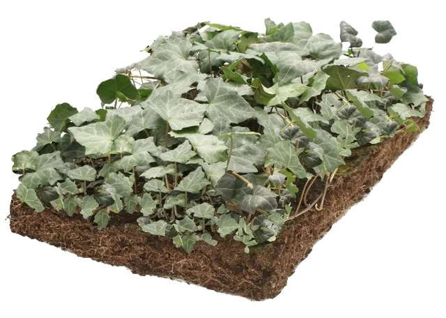 Hedera (Klimop) kant en klare bodembedekker