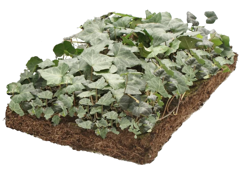 Hedera (Klimop) kant en klare bodembedekker