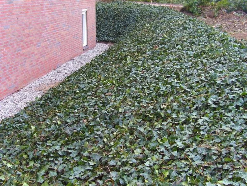 Hedera (Klimop) kant en klare bodembedekker-2