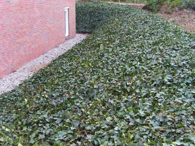 Hedera (Klimop) kant en klare bodembedekker