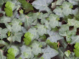 Hedera (Klimop) kant en klare bodembedekker-3