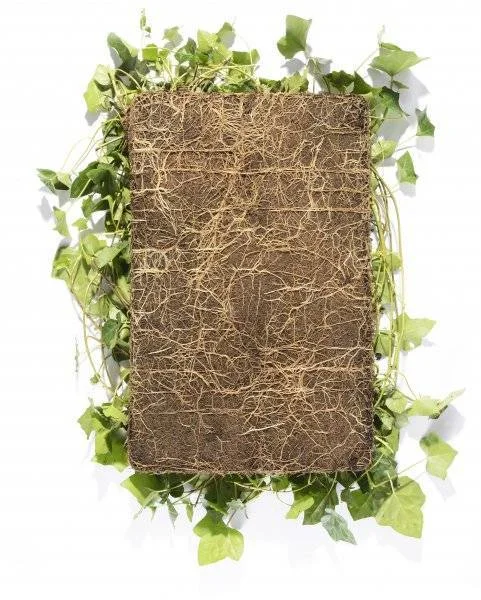 Hedera (Klimop) kant en klare bodembedekker-4