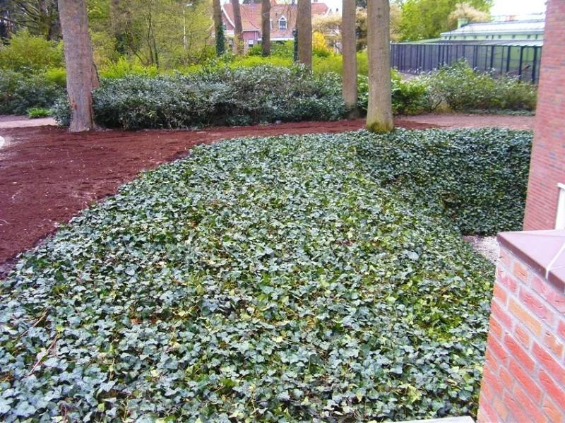 Hedera (Klimop) kant en klare bodembedekker-6