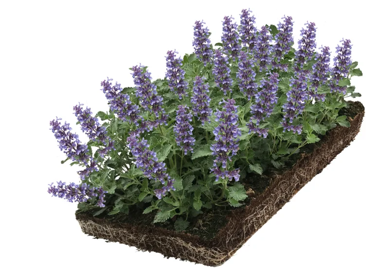 Nepeta faassenii Walker’s Low (Kattenkruid) kant en klare bodembedekker-1