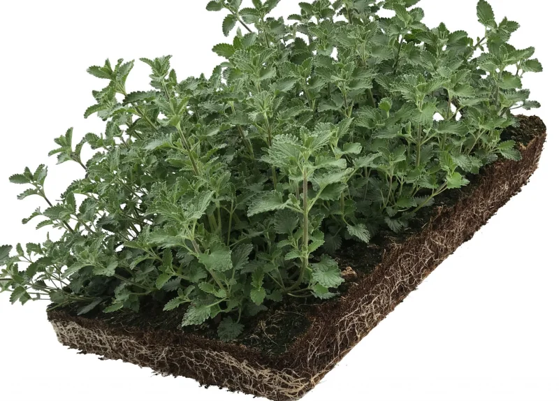 Nepeta faassenii Walker’s Low (Kattenkruid) kant en klare bodembedekker