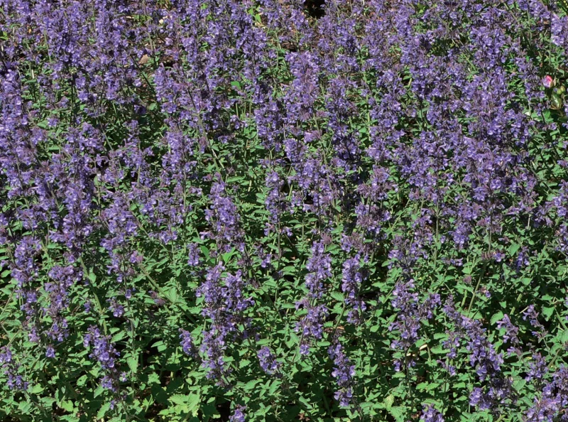 Nepeta faassenii Walker’s Low (Kattenkruid) kant en klare bodembedekker-3