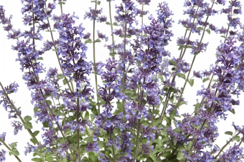 Nepeta faassenii Walker’s Low (Kattenkruid) kant en klare bodembedekker-4