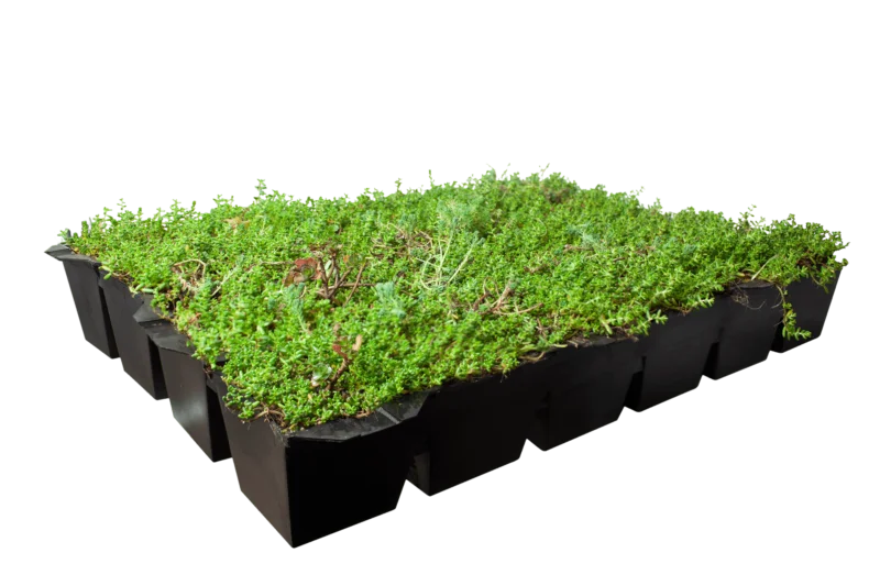Sedum (Vetkruid) kant en klare dakbedekking (Sedummat)