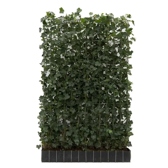 Hedera Helix Haagelement (Klimop kant en klaar haag kopen)