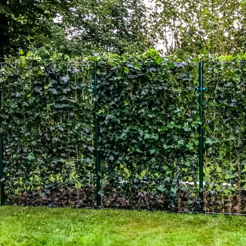 Hedera Helix Haagelement (Klimop kant en klaar haag kopen)-5