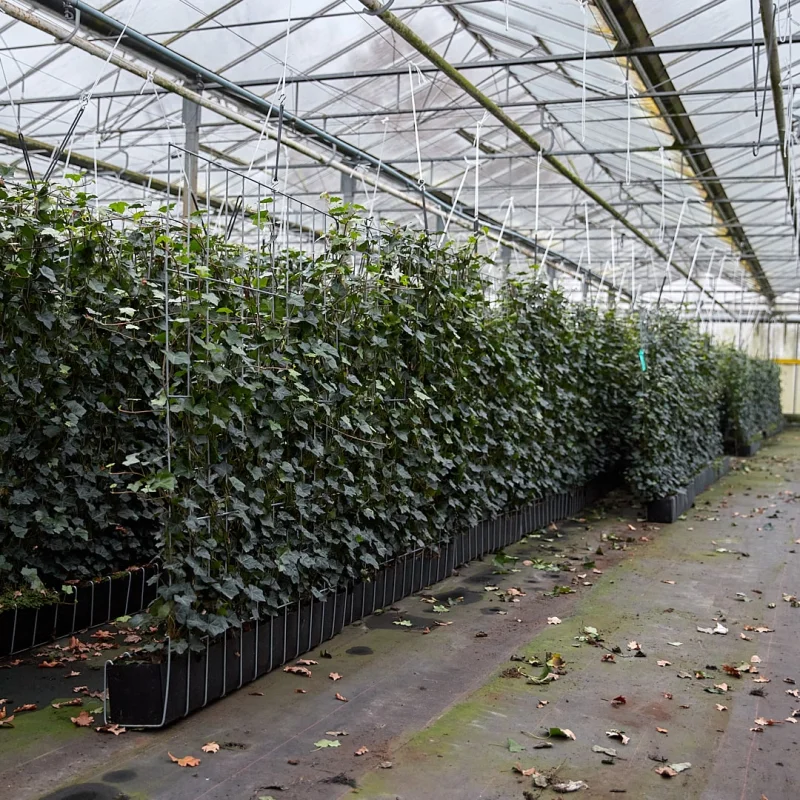 Hedera Helix Haagelement (Klimop kant en klaar haag kopen)-6