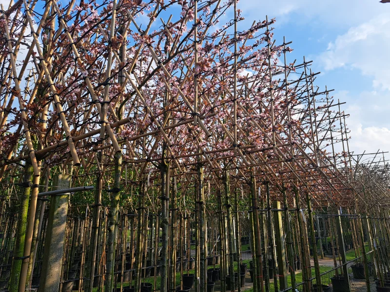 Prunus Cerasifera Nigra Leiboom (Rode Leisierpruim)