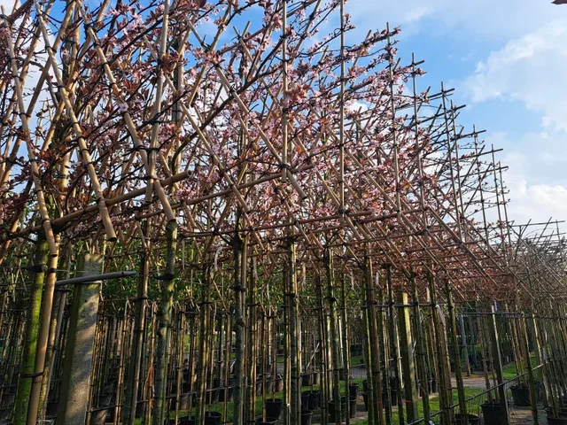 Prunus Cerasifera Nigra Spalierbaum (Blutpflaume) Prunus Cerasifera Nigra Spalierbaum (Blutpflaume)