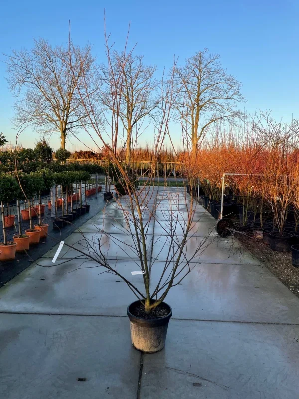 Halesia Carolina Meerstammig (Sneeuwklokjesboom)