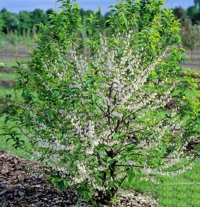 Halesia Carolina Meerstammig (Sneeuwklokjesboom)