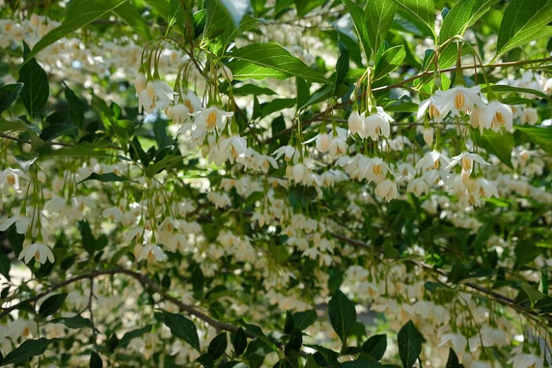 Halesia Carolina Meerstammig (Sneeuwklokjesboom)-3