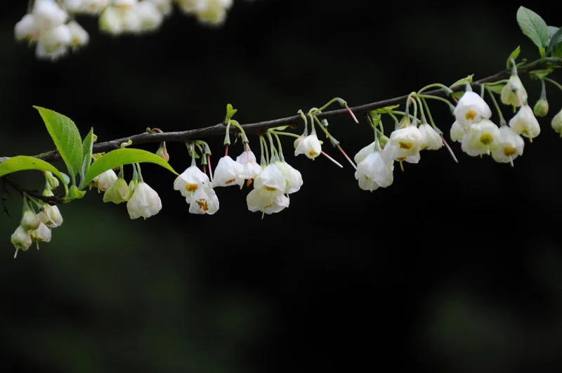 Halesia Carolina Meerstammig (Sneeuwklokjesboom)-4