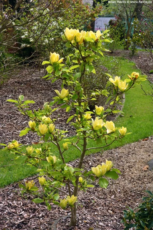 Magnolia Yellow River Meerstammig (Beverboom / Tulpenboom)-2