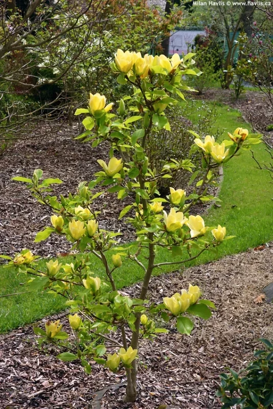 Magnolia Yellow River Meerstammig (Beverboom / Tulpenboom)