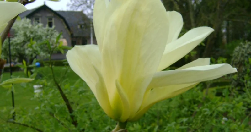 Magnolia Yellow River Meerstammig (Beverboom / Tulpenboom)-3