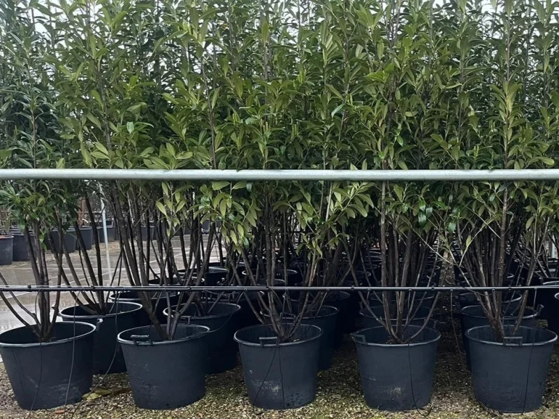 Prunus laurocerasus Caucasica Meerstammig (Laurier)-1