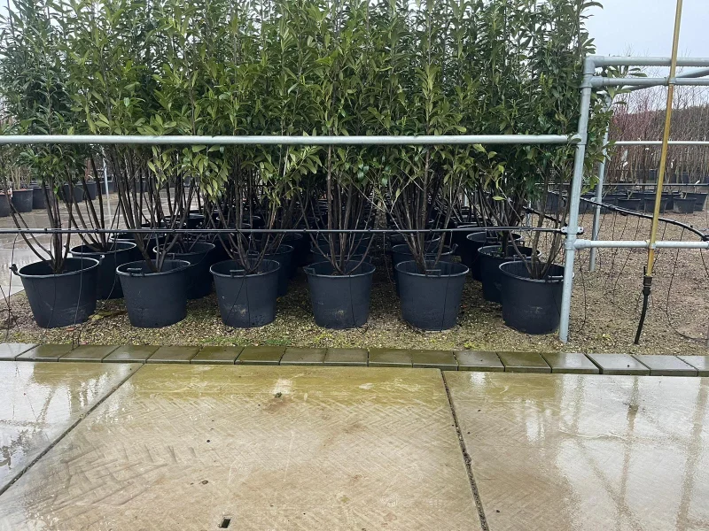 Prunus laurocerasus Caucasica Meerstammig (Laurier)-2